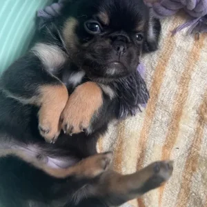 Brussels griffin x French bulldog puppies - Image 5