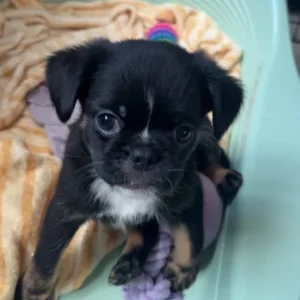 Brussels griffin x French bulldog puppies