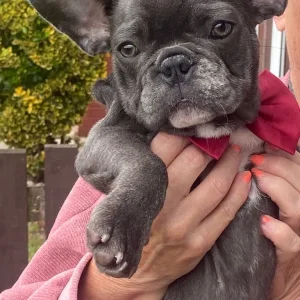 French bulldog puppies - Image 2