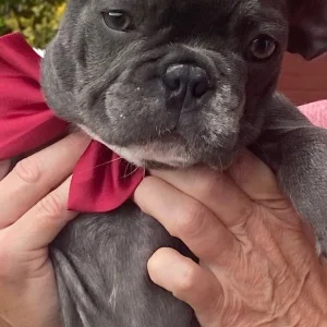 French bulldog puppies - Image 3