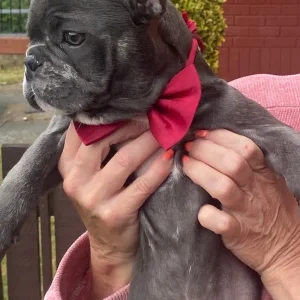 French bulldog puppies - Image 4