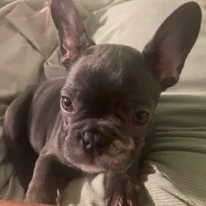 French bulldog puppies - Image 5