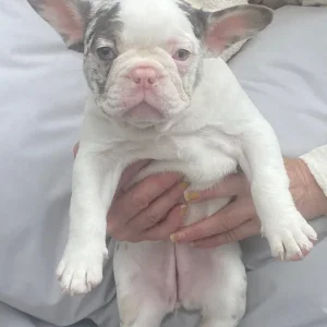 French bulldog puppies - Image 6