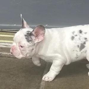 French bulldog puppies - Image 7