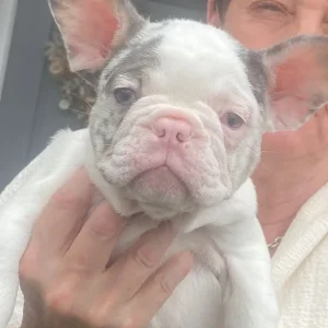 French bulldog puppies - Image 8