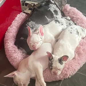 French bulldog puppies