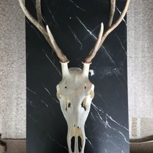 Red Deer Skull (Cervus elaphus) Taxidermy Skull - Image 2