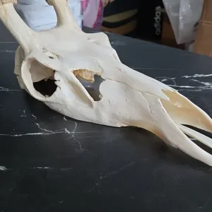 Red Deer Skull (Cervus elaphus) Taxidermy Skull - Image 3