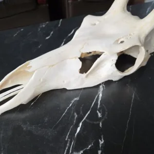 Red Deer Skull (Cervus elaphus) Taxidermy Skull - Image 4