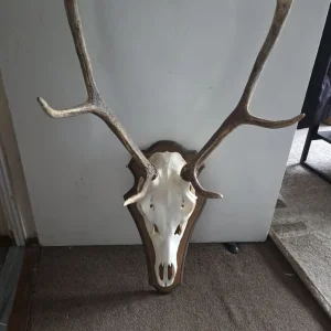 Red Deer Skull (Cervus elaphus) Taxidermy Skull - Image 5