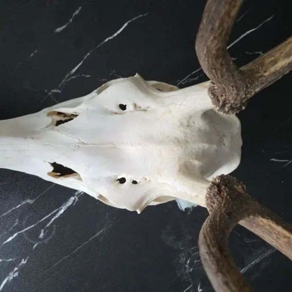 Red Deer Skull (Cervus elaphus) Taxidermy Skull