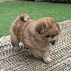 5 Chow Chow Puppies Ready to Go - Image 2