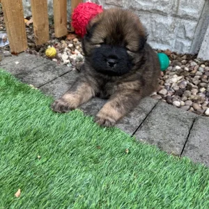 5 Chow Chow Puppies Ready to Go - Image 3