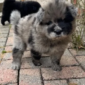 5 Chow Chow Puppies Ready to Go - Image 4