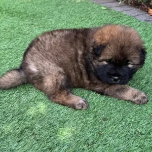 5 Chow Chow Puppies Ready to Go - Image 5