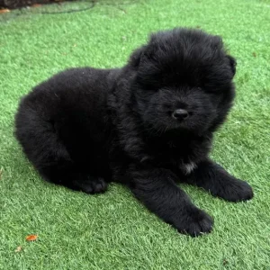 5 Chow Chow Puppies Ready to Go - Image 6
