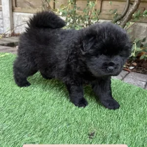 5 Chow Chow Puppies Ready to Go - Image 7