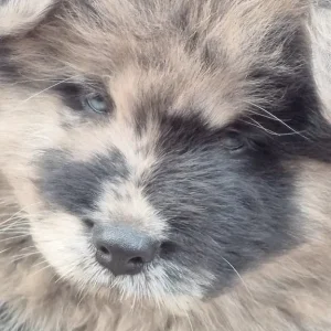5 Chow Chow Puppies Ready to Go - Image 8