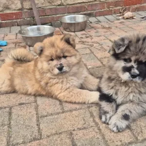5 Chow Chow Puppies Ready to Go