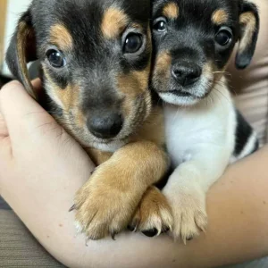 Jack Russell puppies - Image 2
