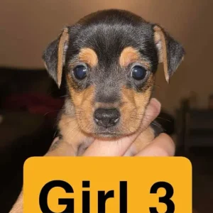 Jack Russell puppies - Image 3
