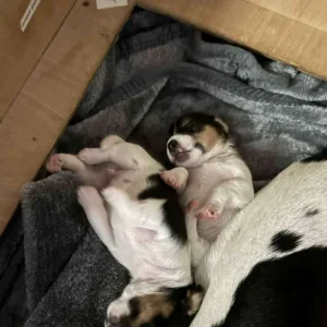 Jack Russell puppies - Image 5
