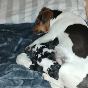 Jack Russell puppies - Image 6