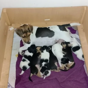 Jack Russell puppies