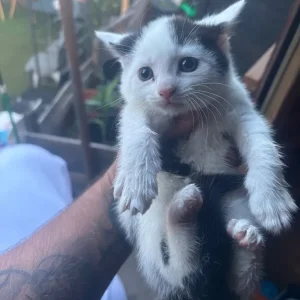 kittens