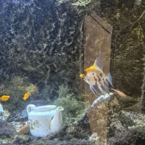 Tropical Fish Tank Set Up - Image 2