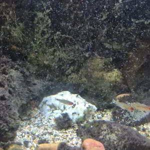 Tropical Fish Tank Set Up - Image 3