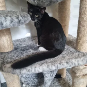 Male kitten with tuxedo markings - Image 2