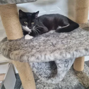 Male kitten with tuxedo markings