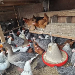 Fresh chickens and ducks - Image 2