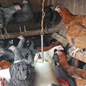 Fresh chickens and ducks - Image 3