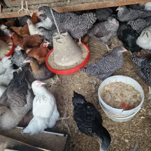 Fresh chickens and ducks - Image 4