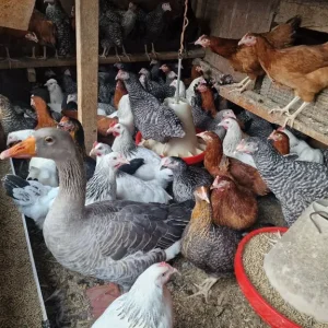 Fresh chickens and ducks - Image 5
