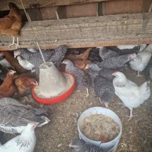 Fresh chickens and ducks