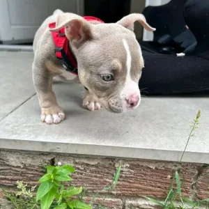 Micro pocket bullys - Image 3