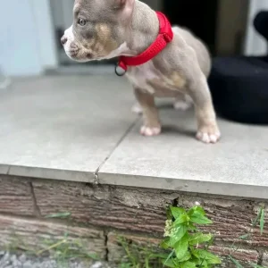 Micro pocket bullys - Image 5