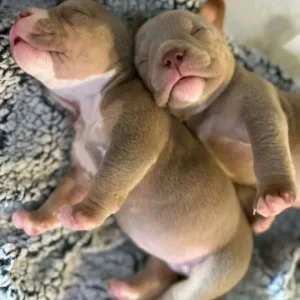 Micro pocket bullys - Image 6