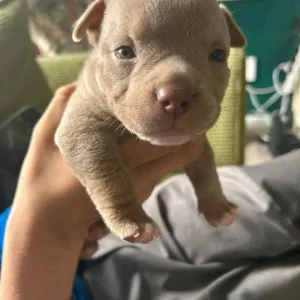 Micro pocket bullys - Image 7