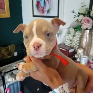 Micro pocket bullys
