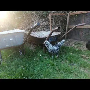 Laying chickens and chicks - Image 2