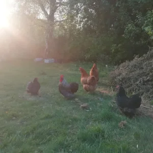 Laying chickens and chicks - Image 3