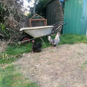 Laying chickens and chicks - Image 4