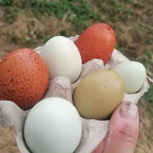 Laying chickens and chicks - Image 5