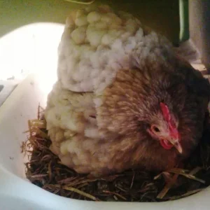Laying chickens and chicks - Image 6