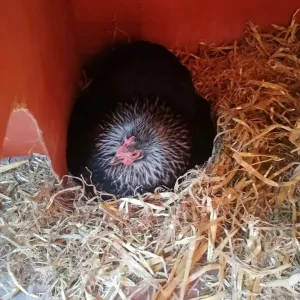 Laying chickens and chicks - Image 7