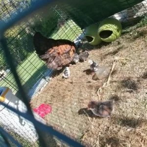 Laying chickens and chicks - Image 8
